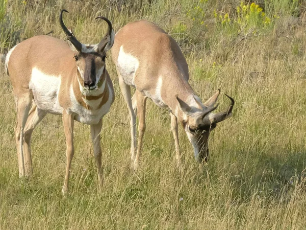 Yellowstone de kamera bakan iki pronghorn antilop yakın — Stok fotoğraf