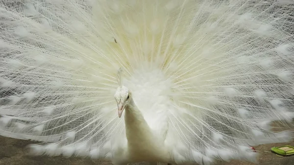 Gros plan d'un paon blanc mâle affichant — Photo