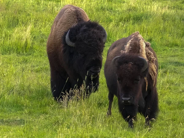 Bizon boğası Yellowstone 'da bir ineği takip ediyor