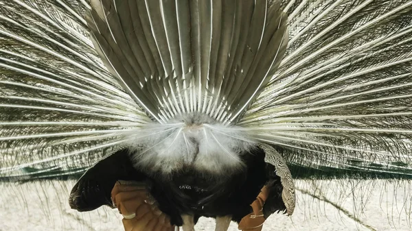 Vue arrière rapprochée d'un paon mâle affichant — Photo