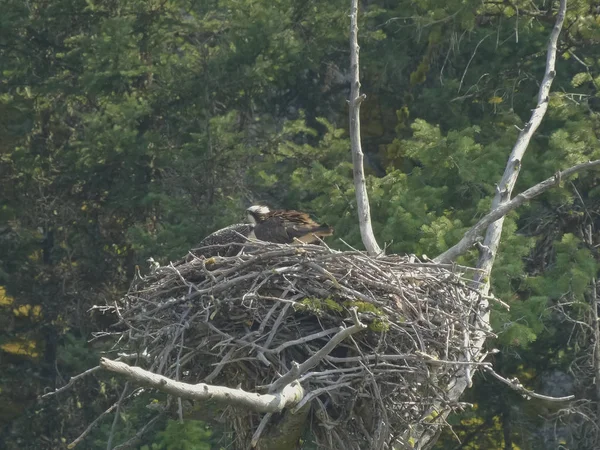 Osprey piskląt na gnieździe nad rzeką Lamar w Yellowstone — Zdjęcie stockowe