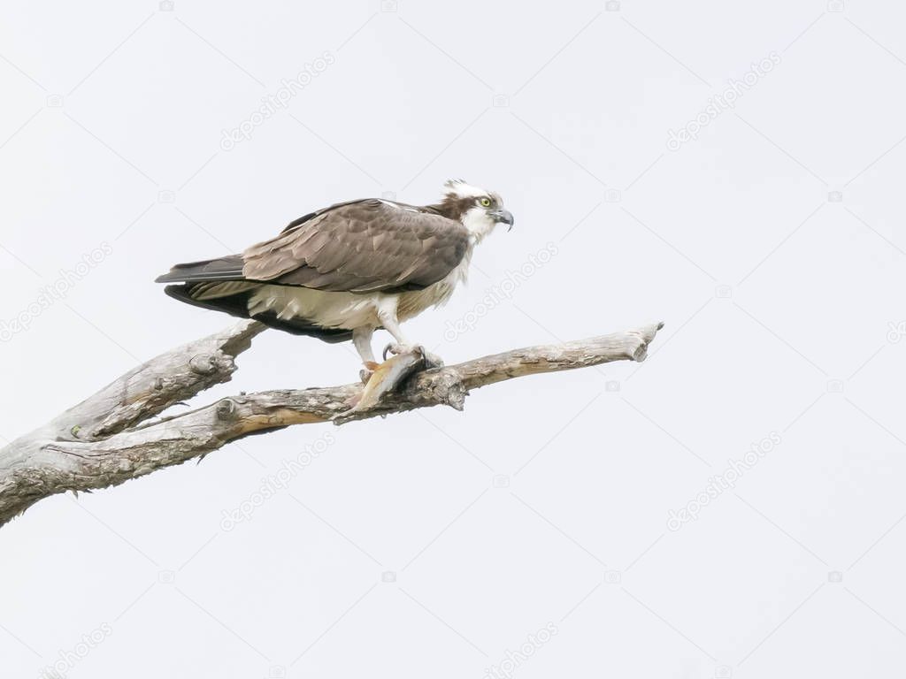 osprey on a tree branch holding a cutthroat trout in yellowstone