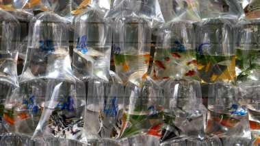 Hong Kong 'daki Mongkok pazarında plastik torbalarda tropikal balıklar.