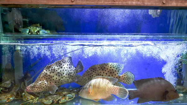 fishtanks with live fish and seafood at fa yuen market in hong kong