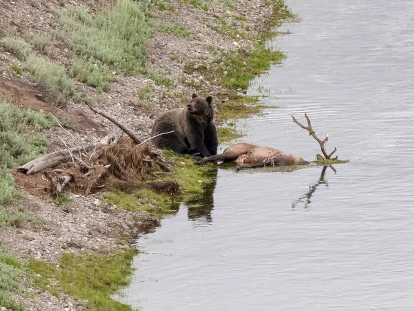 Medvěd grizzly čichá k vzduchu v údolí Hayden v Yellowstone — Stock fotografie