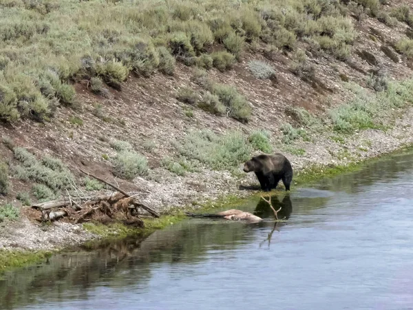 Pelo tremante grizzly a valle di fieno in yellowstone — Foto Stock