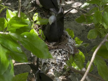 Balıkçıl adasındaki bir yuvada deniz kabuğu ve yumurtanın yüksek görüntüsü