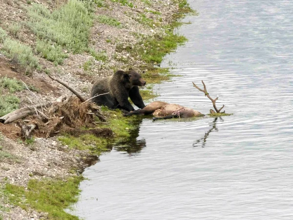 옐로스톤의 헤이든 계곡에서 죽은 뱀장어를 먹고 있는 회색곰 — 스톡 사진
