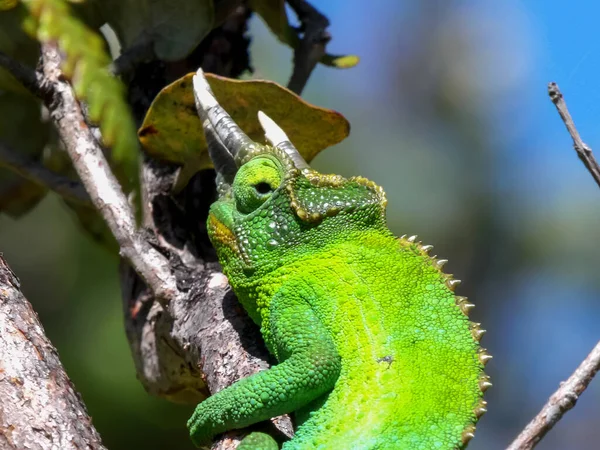 Nahaufnahme eines Jacksons-Chamäleons in einem Baum auf der Insel Hawaii — Stockfoto
