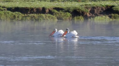 Sarı taştan nehirde kürek çeken beyaz pelikanlar.