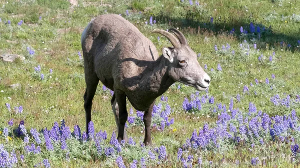 Uma ovelha bighorn pára de pastar em mt washburn em yellowstone — Fotografia de Stock