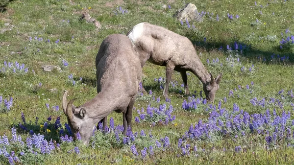 Due pecore bighorn al pascolo su mt washburn in yellowstone — Foto Stock