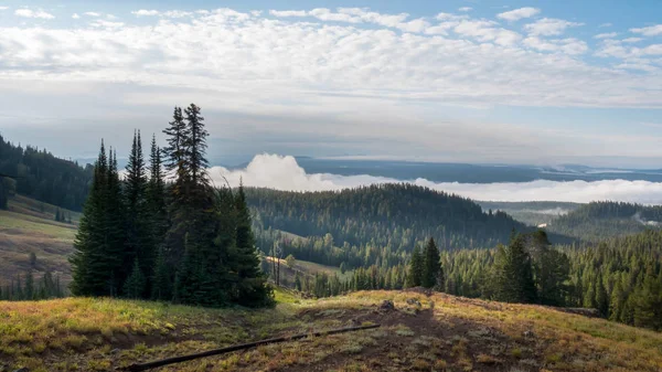 Dunraven przejść z poranną mgłą i kopa drzew w Yellowstone — Zdjęcie stockowe