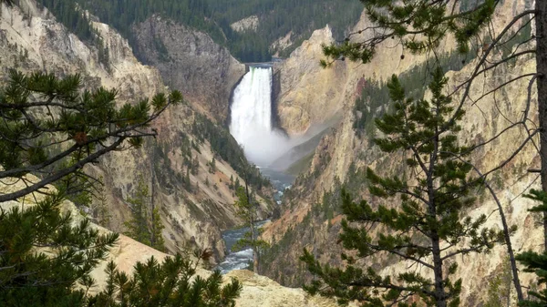 Lower falls and pine trees from artist point in yellowstone — Stock Photo, Image