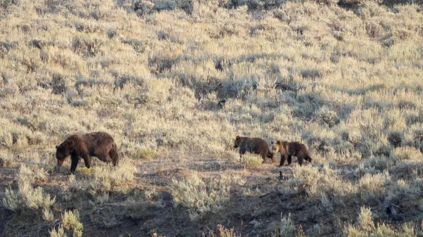 Un orso grizzly ed i suoi cuccioli nella valle del Lamar, yellowstone — Foto Stock