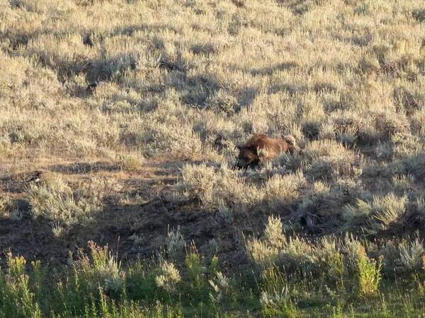 Resting mother grizzly bear and cubs in the lamar valley of yellowstone — Stock Photo, Image