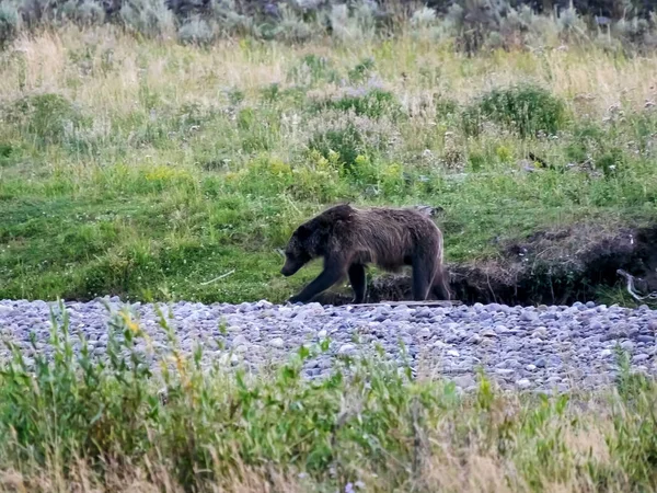 Egy grizzly koca sétál a lamar völgyében sárgakő — Stock Fotó