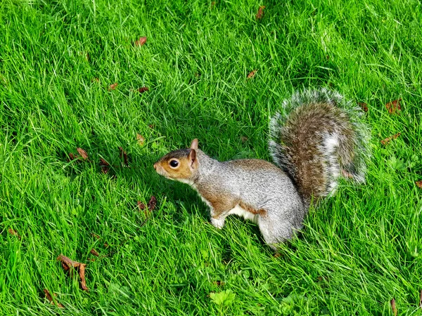 High angle view of a grey squirrel in a park at brighton Royalty Free Stock Photos