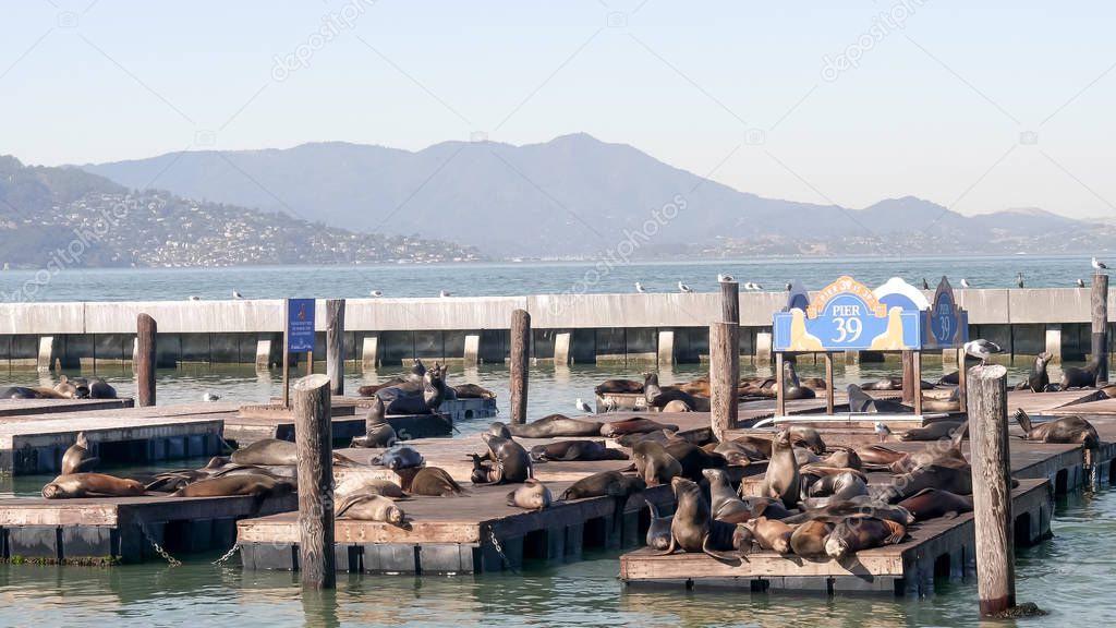wide shot of california sea lions at pier 39 in san francisco