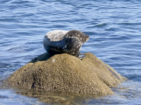 Hafenrobbe auf einem Felsen in der Monterey Bay in Kalifornien — Stockfoto