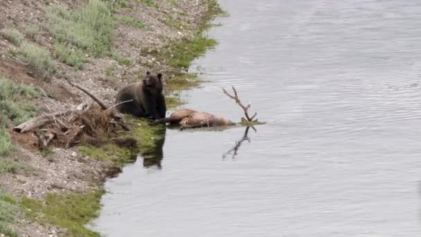 Medvěd Grizzly Jatečně Upraveném Těle Losa Ucítí Vzduch Údolí Hayden — Stock video
