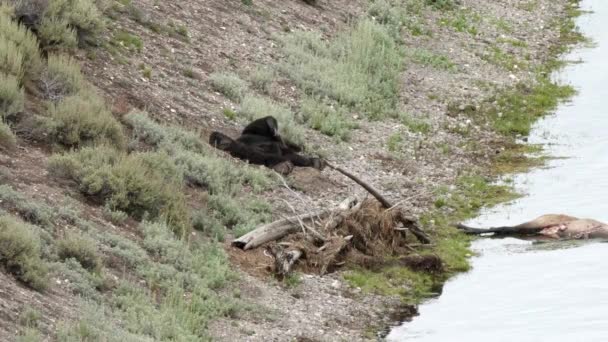 Grizzly fekszik a hátán mellett egy jávorszarvas tetem a szénaboglya völgyében sárgakő — Stock videók