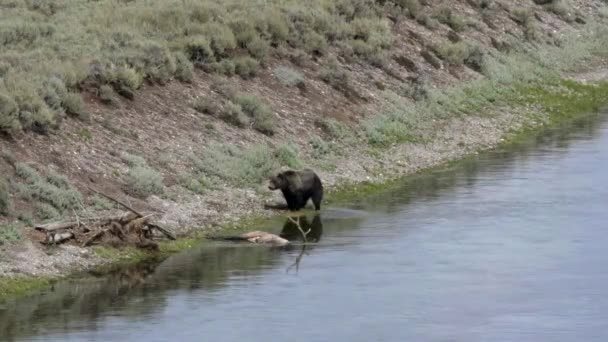 Grizzly schüttelt Fell im Heuental in Yellowstone — Stockvideo