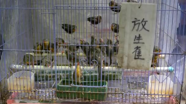 Κλείσιμο ενός κορυδαλλού προς πώληση στο Mongkok στο Χονγκ Κονγκ — Αρχείο Βίντεο