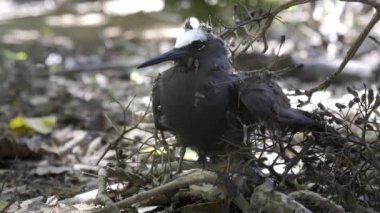Heron Adası 'nda pisonya tohumu yanar.
