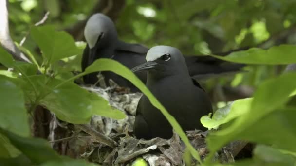 Close-up van een wit bedekte noddy op een nest op reiger eiland — Stockvideo