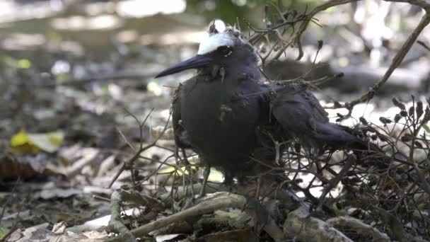Noddy tern on ground tangled in pisonia seed burrs at heron island — Stock Video