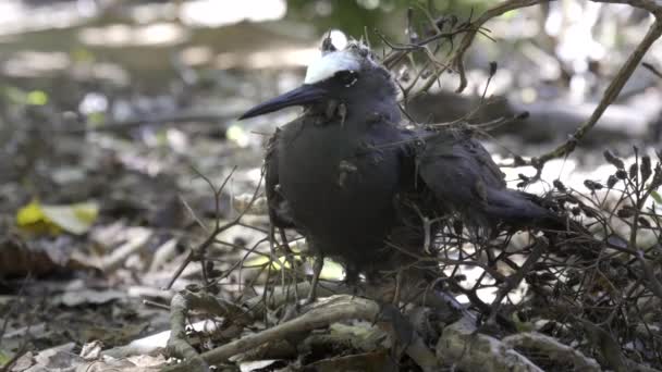 Sterne naine sur le sol enchevêtrée dans les bavures de graines de pisonia à l'île de héron — Video