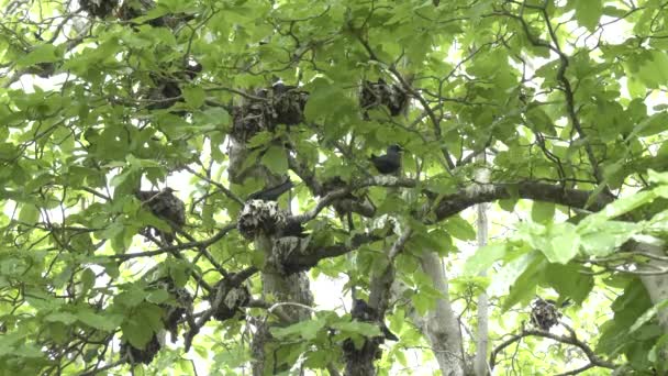 Amplia vista de charranes con cabeza blanca anidando en un árbol de pisonia — Vídeos de Stock
