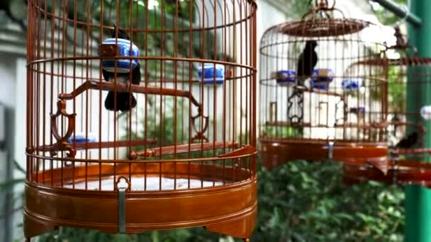 Hong Kong 'daki fa yuen kuş pazarında tahta kafeslerde üç siyah kuş. — Stok video