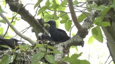 Balıkçıl adasında düşük açılı bir deniz feneri ve yuva arkadaşı.