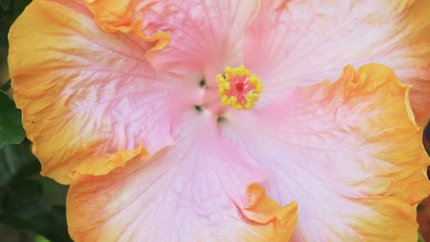 Närbild av en rosa tropisk hibiskus — Stockvideo
