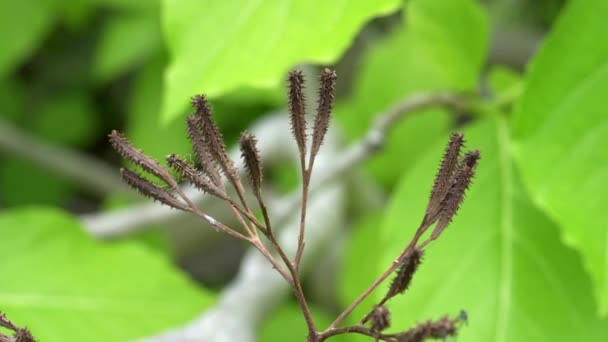 Close up of pisonia seed burrs on a tree at heron island — Stock Video