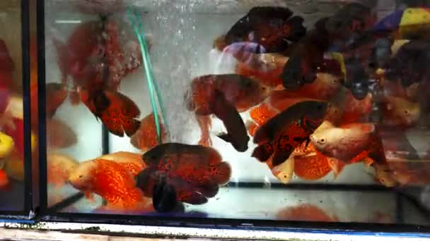 Poissons Tropicaux Dans Aquarium Aux Marchés Rue Yuen Hong Kong — Video