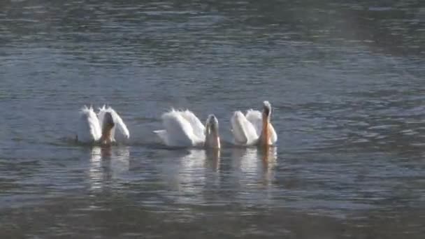 American White Pelicans Feeding Morning Yellowstone National Park Сша — стоковое видео