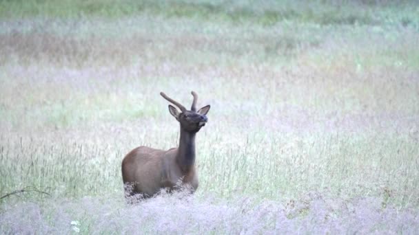 A young elk smells the early morning air in yellowstone — Stock Video