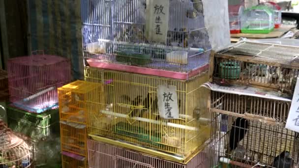 Useita lintuhäkkejä Mongkokin lintutorilla Hong Kongissa — kuvapankkivideo