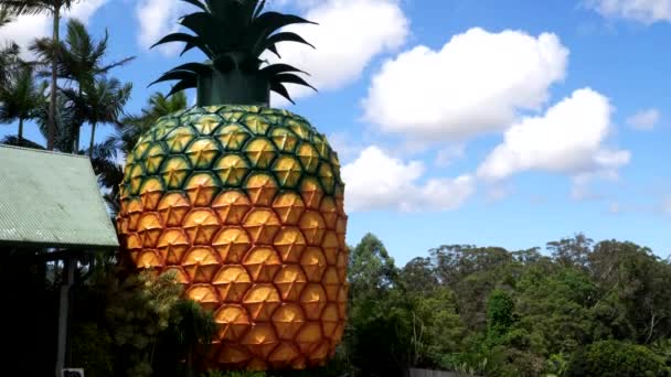 澳大利亚南巴尔- 2017年11月23日：在女王府拍摄大菠萝 — 图库视频影像