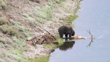 Bir boz ayı, Yellowstone Ulusal Parkı 'ndaki bir nehrin kenarında ölü bir geyikle besleniyor.