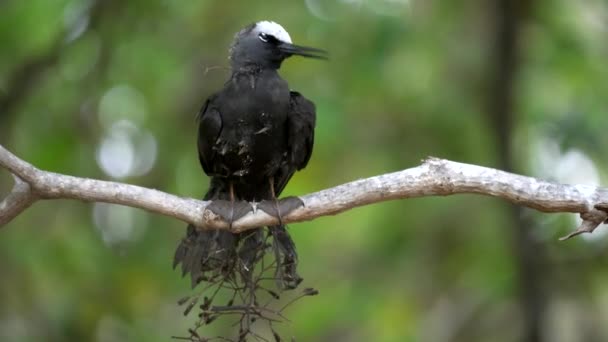 En vitklädd nickig sitter på en gren trasslad med pisonia malört på Heron Island — Stockvideo