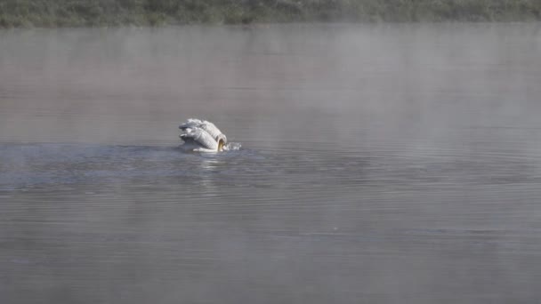 Замедленная съемка американского белого пеликана, ловящего рыбу в реке Йеллоустон национального парка Йеллоустон — стоковое видео