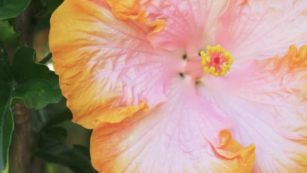 Close-up tiro de um hibisco tropical amarelo e rosa — Vídeo de Stock