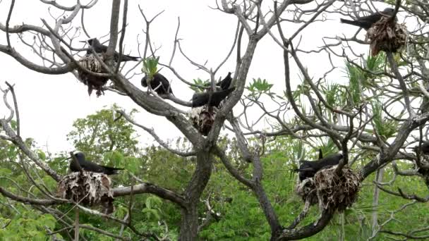 Breed schot van witte-bedekte noddy sterns genesteld op reiger eiland op de grote barrière rif van Queensland — Stockvideo