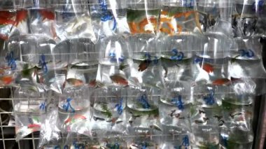 Hong Kong 'daki fa yuen pazarında plastik poşetlerdeki tropikal balıklara yakınlaş.