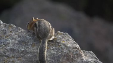 Yellowstone Ulusal Parkı 'ndaki bir sincabın yavaş çekim dikiz görüntüsü