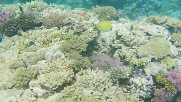 Рыба-бабочка на коралловом рифе на острове Цапля — стоковое видео